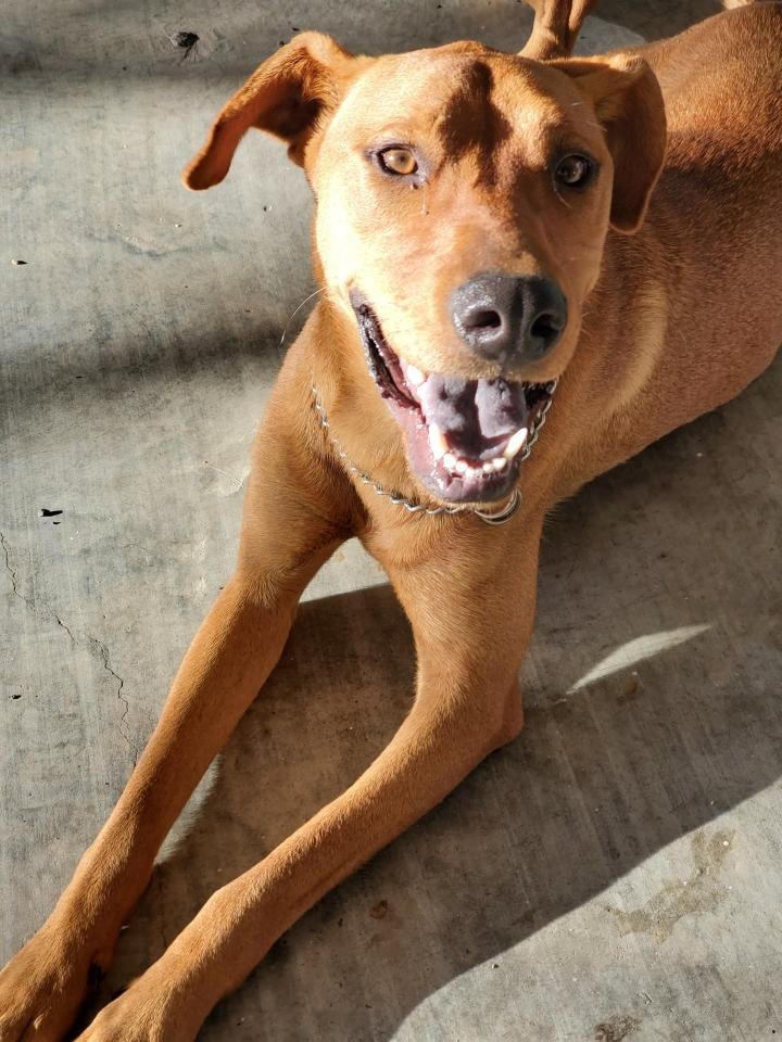 adoptable Dog in Orange Grove, TX named Ginger