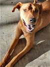 adoptable Dog in orange, TX named Ginger