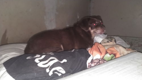 Bocephus