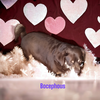 Bocephus