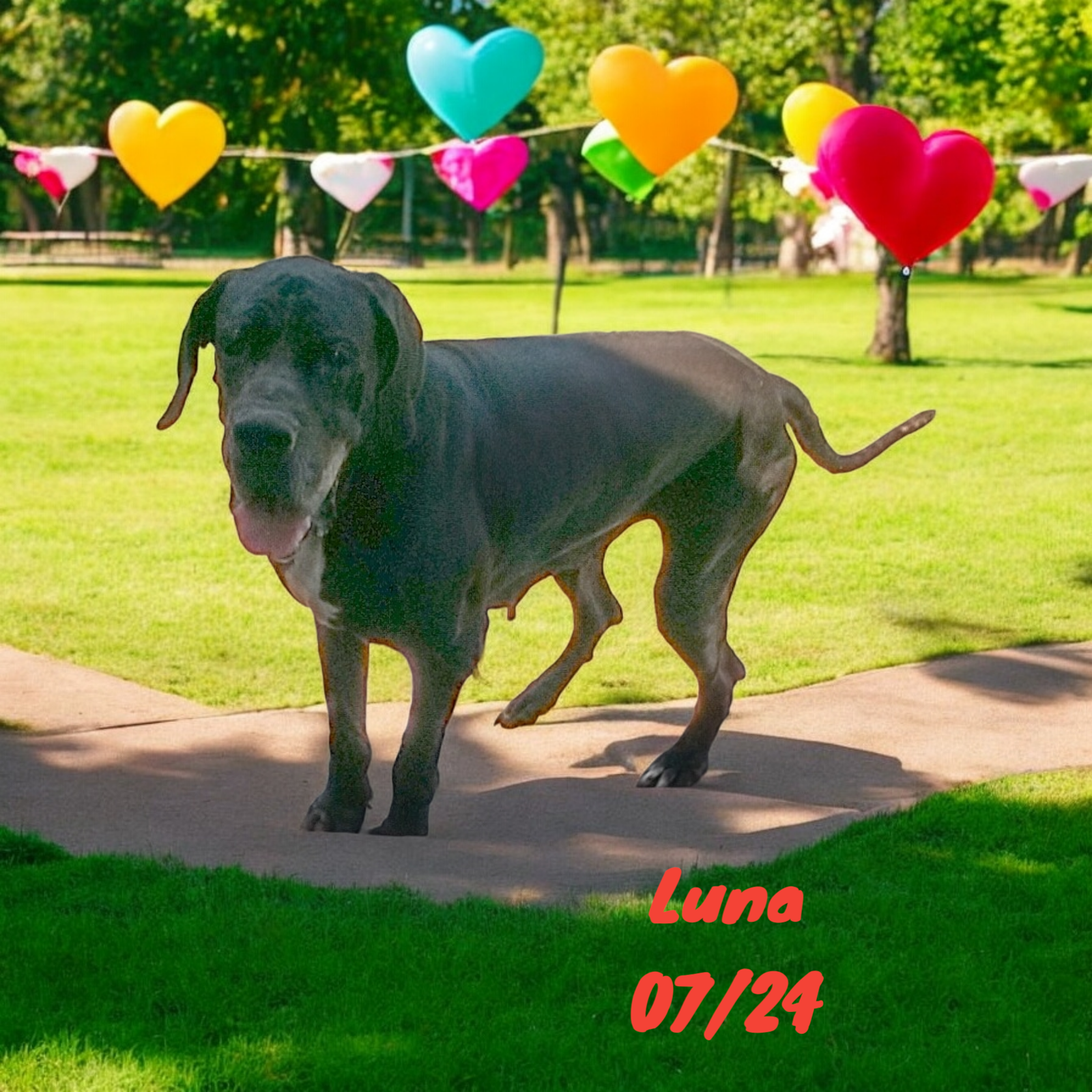 adoptable Dog in Orange Grove, TX named Luna