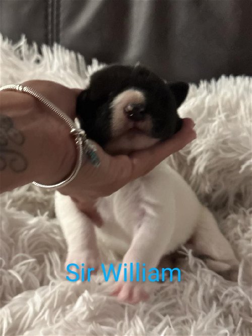 Sir William