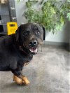 adoptable Dog in orange, TX named Lola
