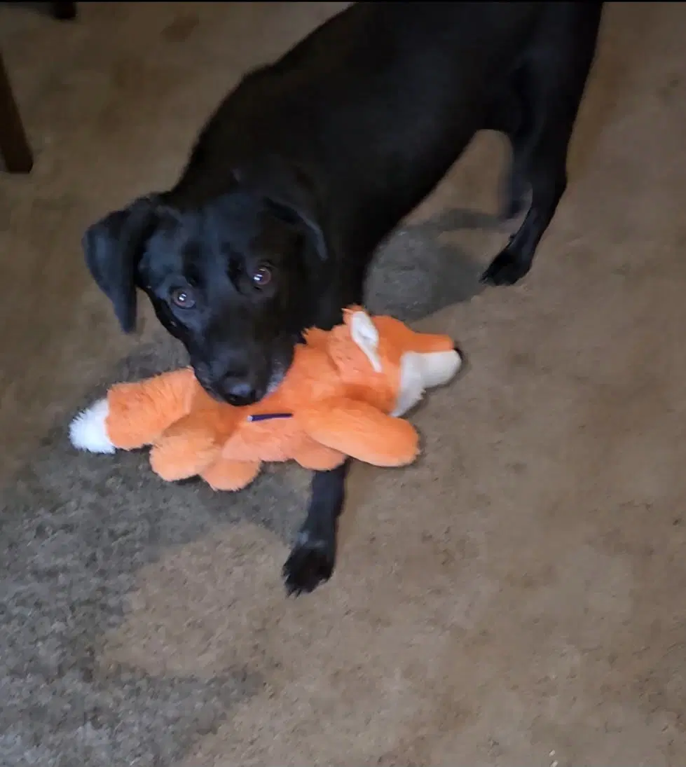 Gemma - Dutch Shepherd
