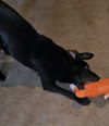 Gemma
