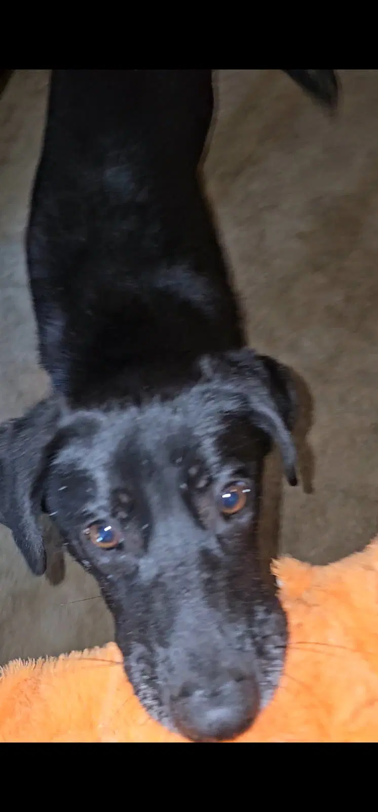 Gemma image 4