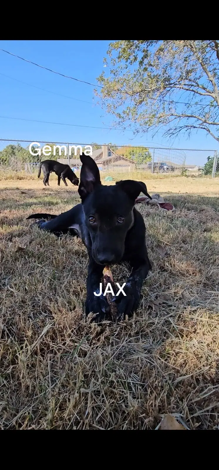 Jax - German Shepherd Dog