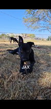 Jax