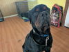 adoptable Dog in  named Ennis