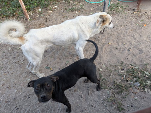 picture of the dog needing adoption