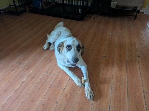 picture of the dog needing adoption