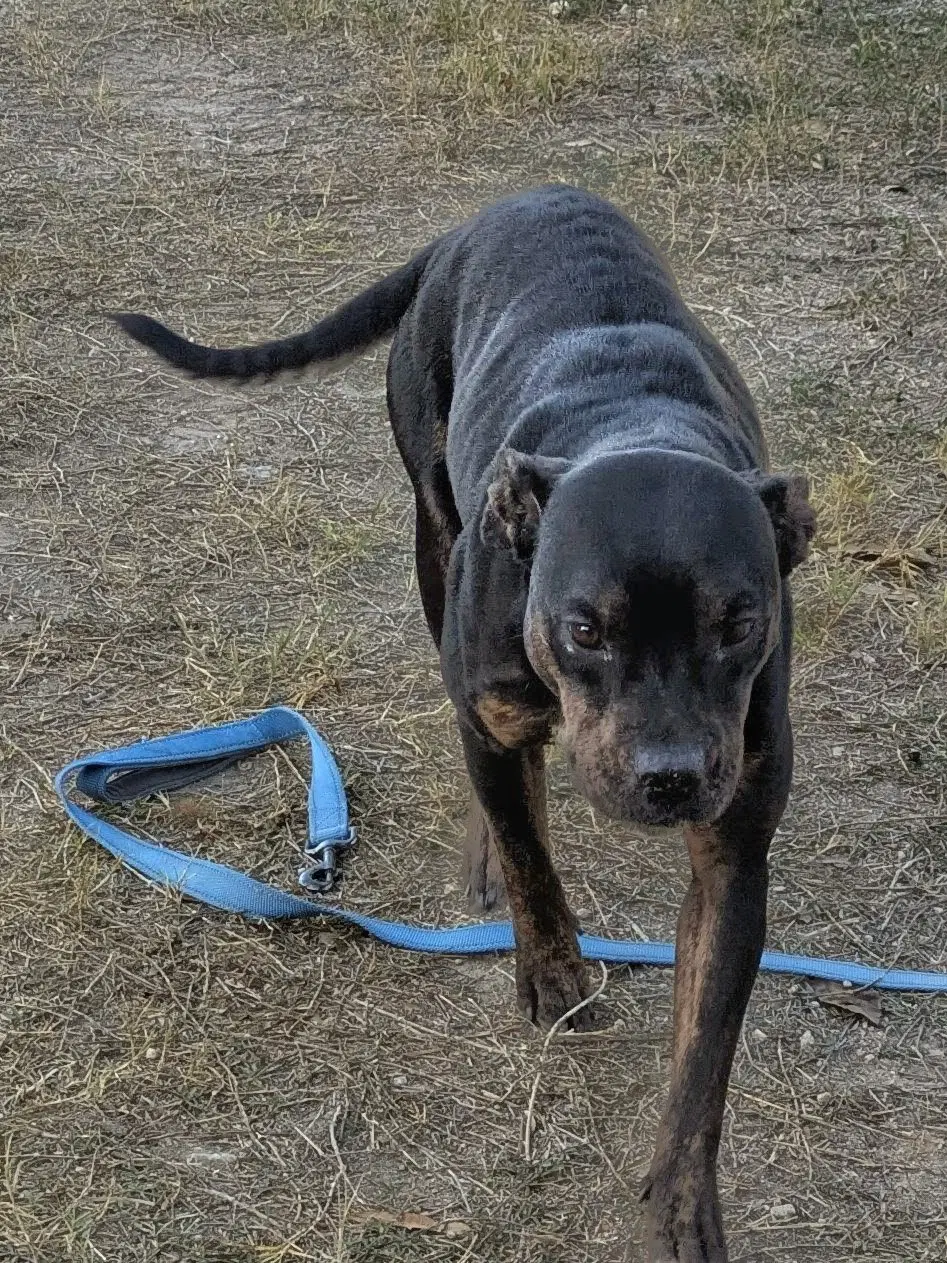 Bella - American Staffordshire Terrier