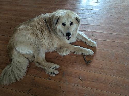 Luke, an adoptable Golden Retriever in Orange Grove, TX