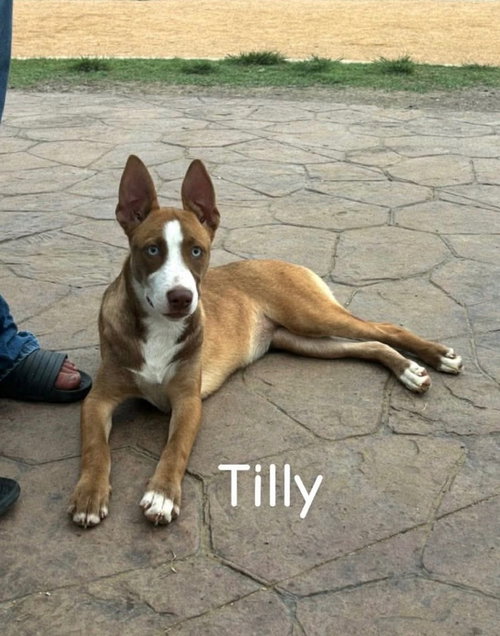 Tilly
