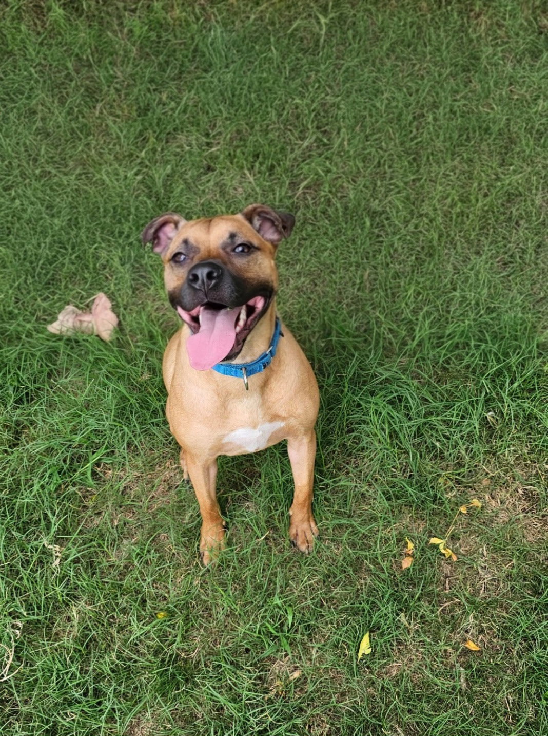 Brownie, Black Mouth Cur