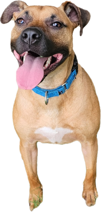 Brownie, a dog for adoption from Justice for Samson Animal Rescue