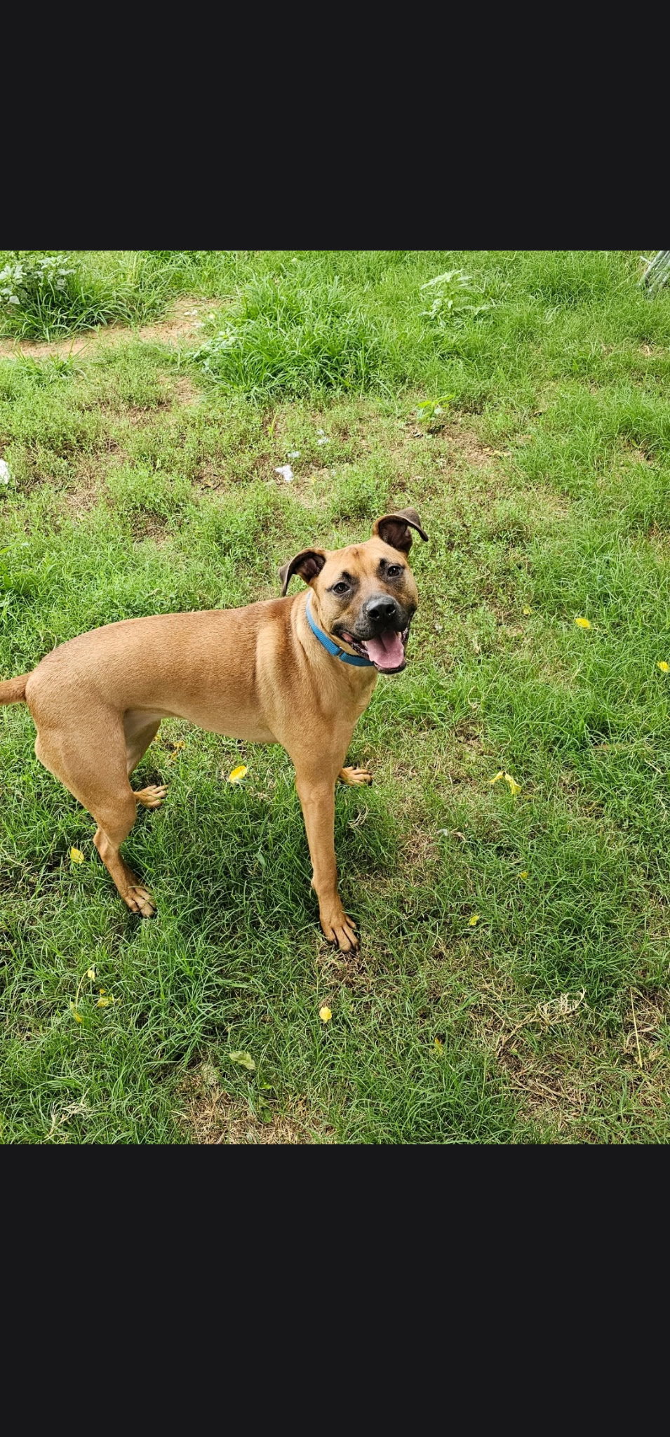 Brownie, photo 3