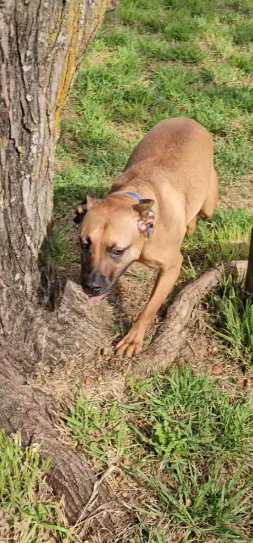 Photo 4 of Brownie