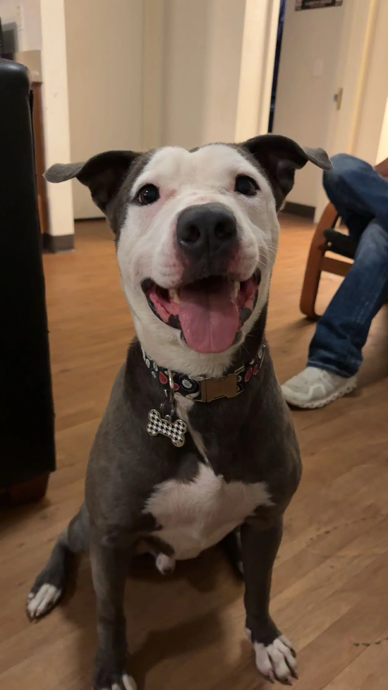 Enzo - American Staffordshire Terrier