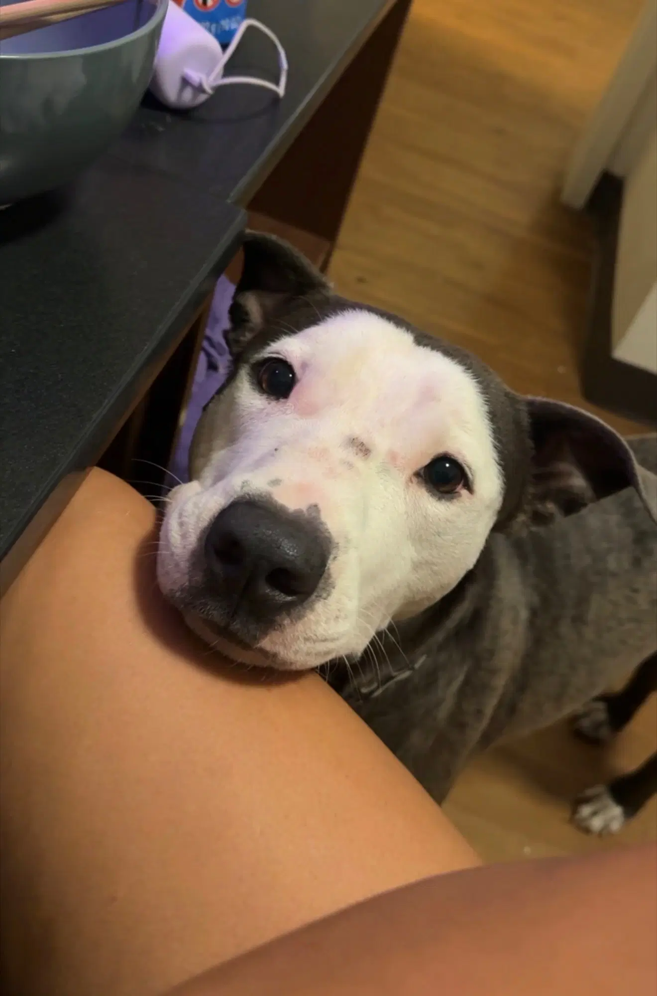 Enzo image 2