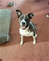 adoptable Dog in pensacola, FL named Cali Flower