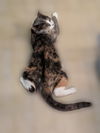 Lilly