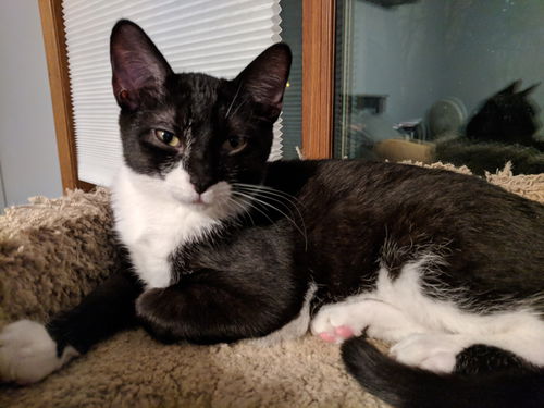 Sirius