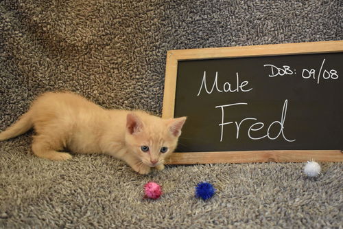 Fred