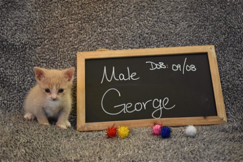 George