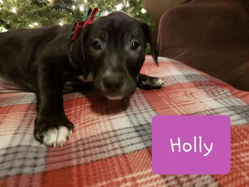 Holly