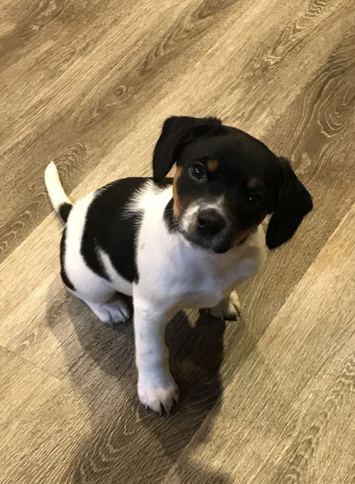 Linus