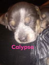 Calypso