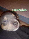 Hercules