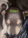 Oden