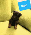 Jose