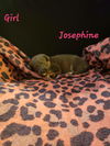 Josephine