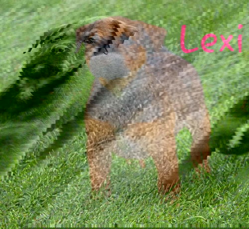 Lexi