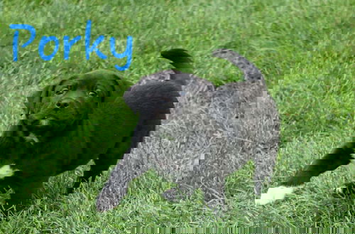 Porky