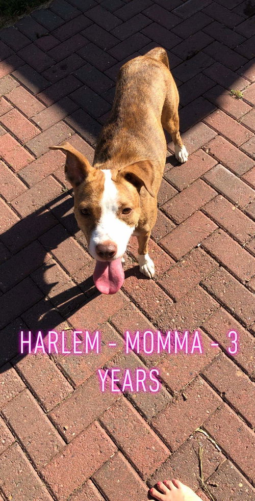 Harlem