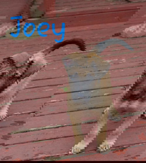 Joey