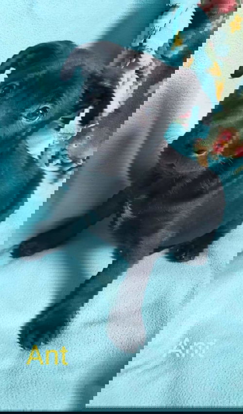 Ant