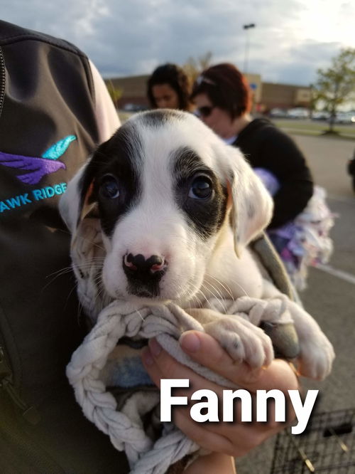 Fanny