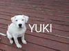 Yuki