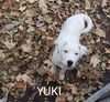 Yuki