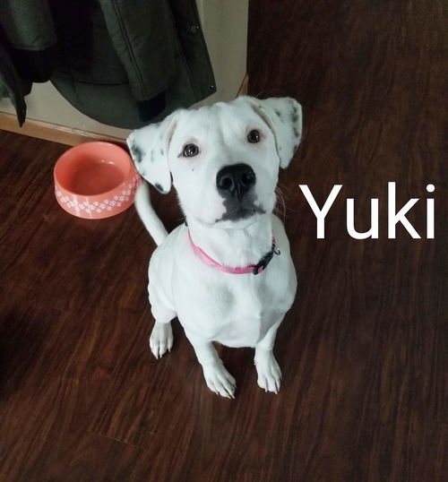 Yuki