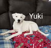 Yuki