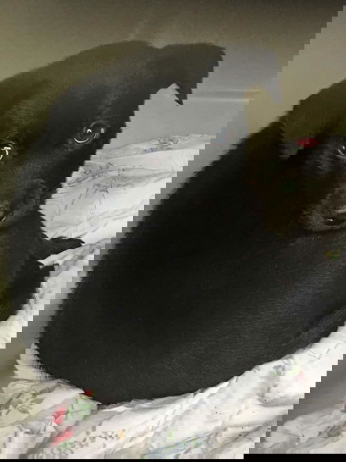 Onyx