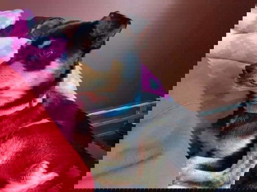 Simon