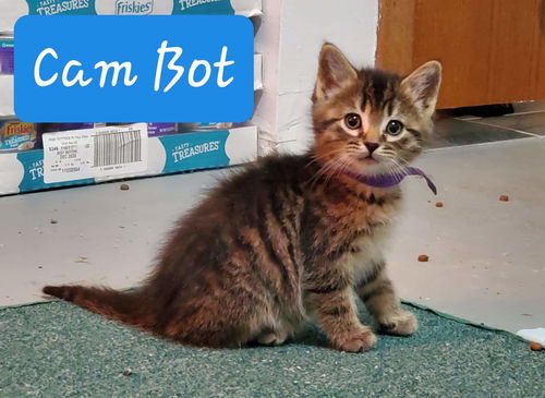 Cam Bot