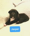 Jasper